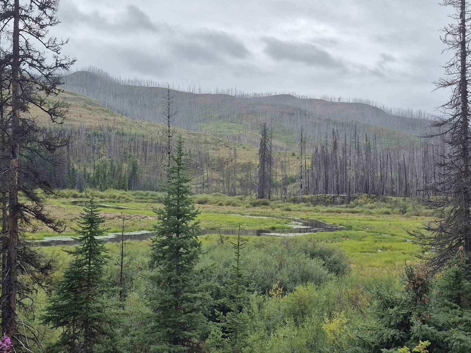 Wildfire-burned hills above green beaver ponds and meadow